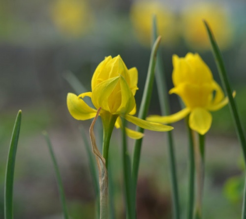 Mini Daffodil Bulbs - Double Campernelle